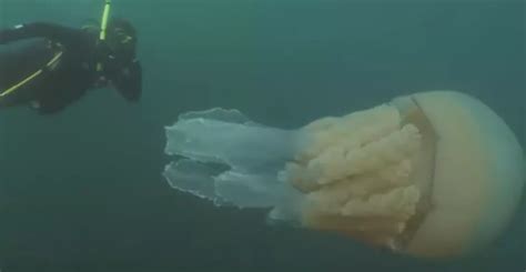 VIDEO: Jellyfish Bigger Than A Human
