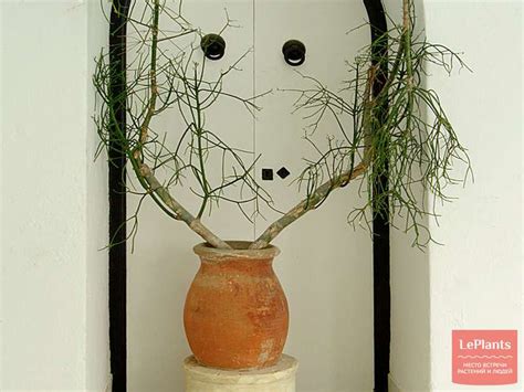 Молочай тирукалли (Euphorbia tirucalli) — описание, выращивание, фото ...