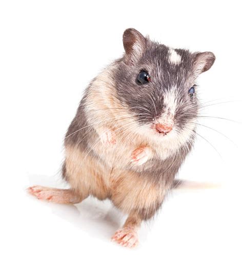 Royalty Free Gerbil Pictures, Images and Stock Photos - iStock