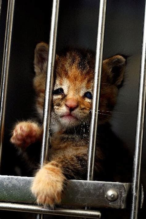 Bay County Adopt a Shelter Pet Campaign begins Tuesday - mlive.com