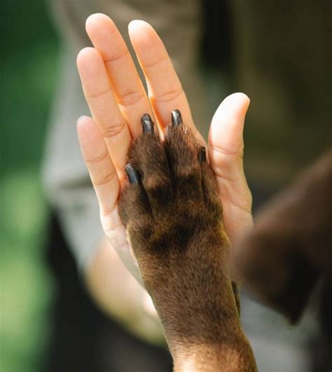 how to measure dog feet for boots