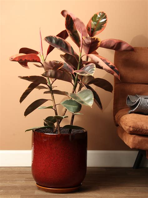 ft ruby rubber tree ficus elastica ruby dahing plants
