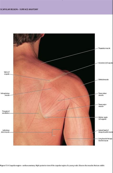 scapular muscle anatomy