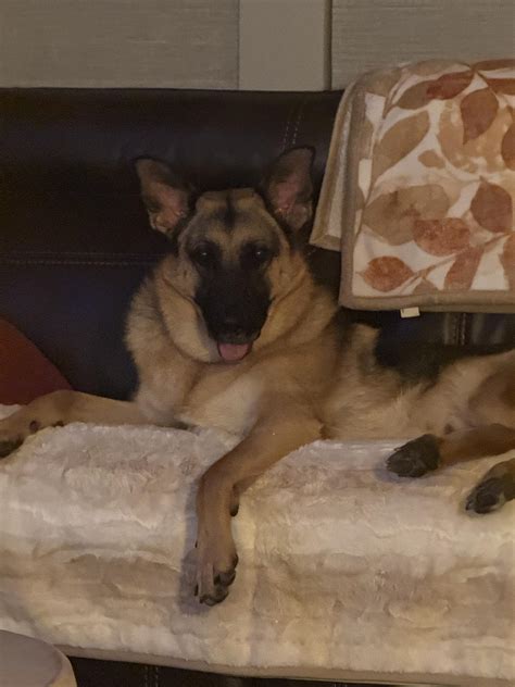 German Shepherd Community | Just had ACL surgery and I need help trying different things so he