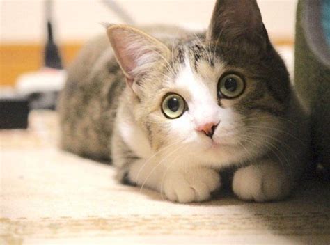 猫屋敷から助け出された猫 「ひょっこりする姿」が可愛いとSNSで話題に！｜ねこのきもちWEB MAGAZINE