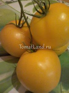 Томат Диоранж: отзывы, фото, урожайность, описание и характеристика ...