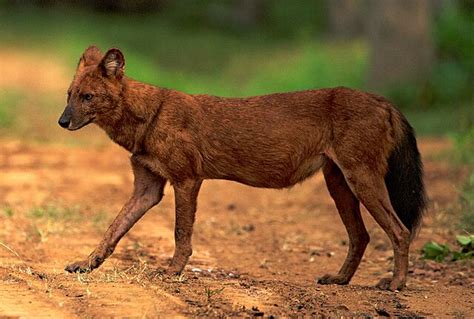 Dhole - Wikipedia