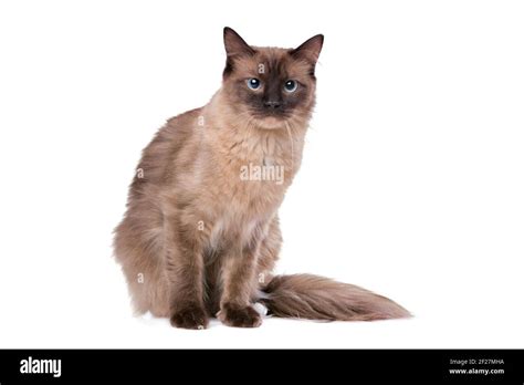 Brown Ragdoll cat Stock Photo - Alamy