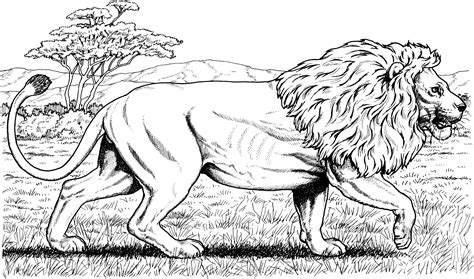 lion coloring pages for adults | Free Lion Coloring Pages | Lion