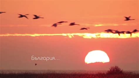 Българско дружество за защита на птиците - YouTube