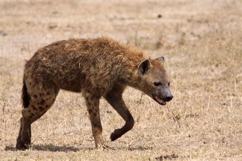 Carnivore Animals
