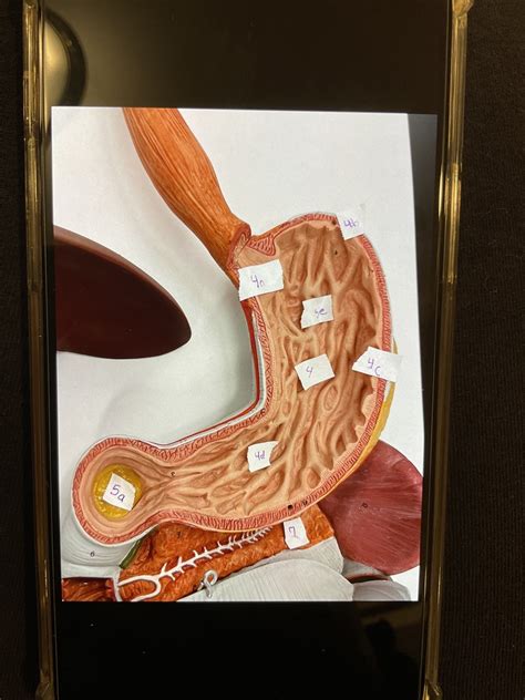 Stomach Diagram | Quizlet