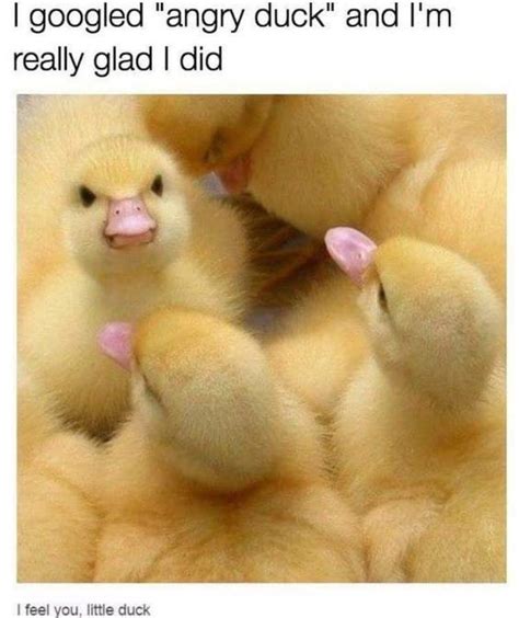 35 Duck Memes That Will Make You Quack All Day | Funny animals, Duck ...