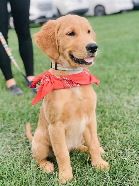 166 best Golden Horse images on Pholder | Guitarpedals, Bindingofisaac