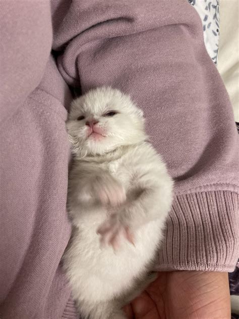 Newborn White Kittens Newborn Van Kittens Warm Hearts
