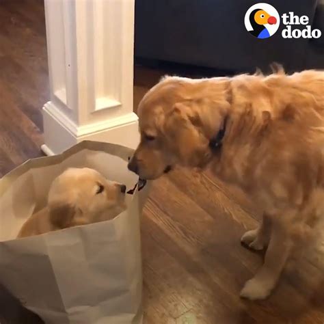 The Dodo - Golden Retriever Is So Excited to Meet His New Puppy Sister