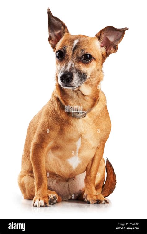 Russian toy terrier mini dog hi-res stock photography and images - Alamy
