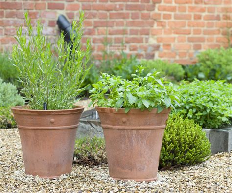 How to grow tarragon - all you need to know for success | Homes and Gardens