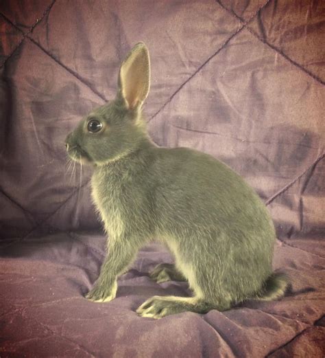 Blue otter britannia petite baby: Petite Rabbit, House Rabbit ...