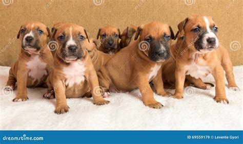Cute amstaff puppy stock image. Image of courageous, brown - 69559179