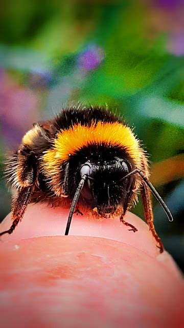 Bumblebee Macro Nature - Free photo on Pixabay - Pixabay
