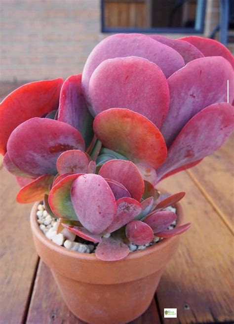 Companion Plants to Grow with Snake... - I love Succulents | Facebook