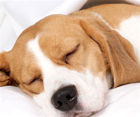 Why is My Dog Sleeping So Much?