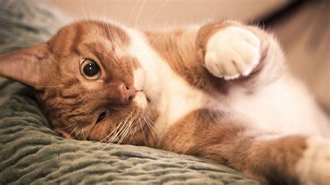 Кот на облаке картинка