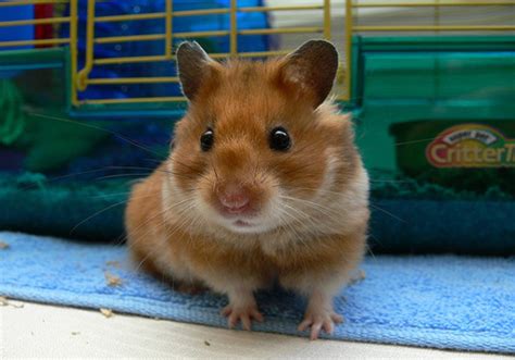 Hamster - Animals World