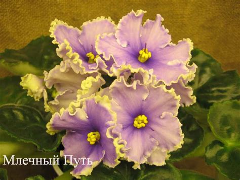 Фиалка ЕК-Млечный Путь