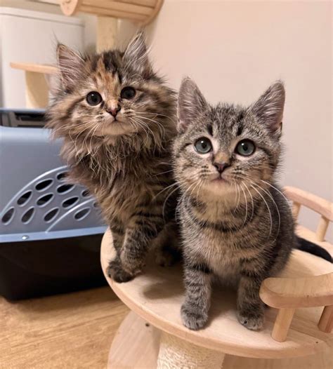 Feral Kittens Appear Outside a Cat Sanctuary, Not Knowing Their Lives