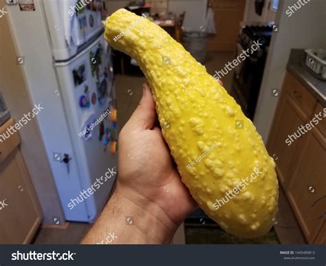 hand holding large yellow squash bumps stock photo