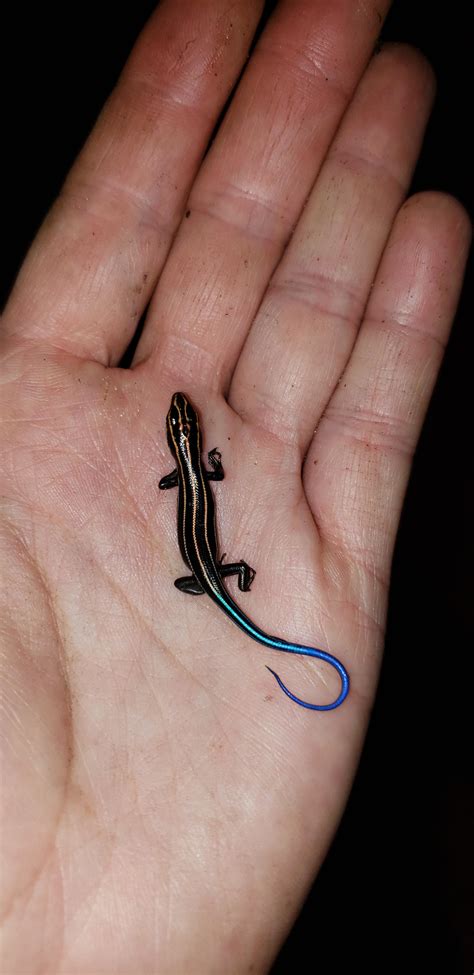 Baby Five Lined Skink I found. So tiny! Adults are 5-8.5". : r/smol