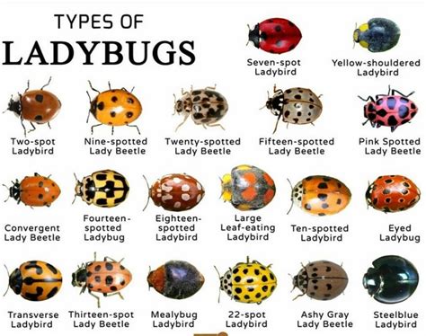 types  ladybugs  pictures  names ispuzzle