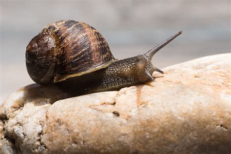 surprising snail facts    birds  blooms