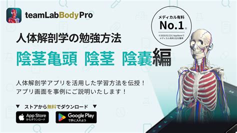 teamlabbody