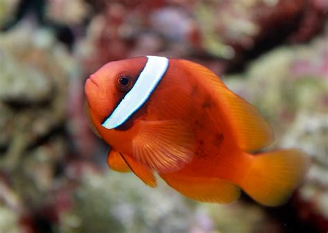 19 Coolest Saltwater Aquarium Fish
