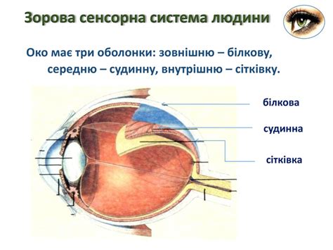 Зорова сенсорна система. будова ока.