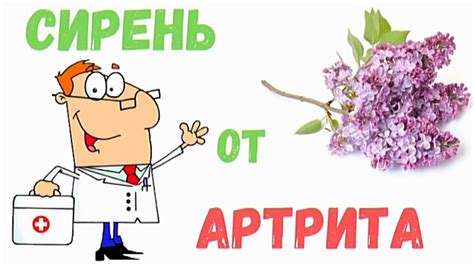 Сирень: лечебные свойства, рецепты и противопоказания - Цена и способы ...