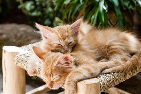 40.000 + Gatti Divertenti e Gatti immagini gratis - Pixabay