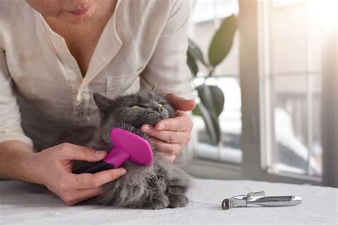 Tips For Grooming Long-Haired Cats | Pittsboro Vets