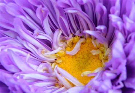 Чем подкормить астры - AgroFlora.ru