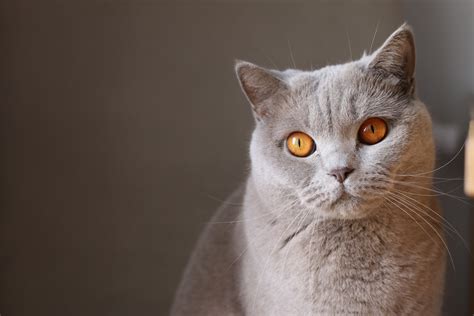 Free Images : vertebrate, whiskers, fauna, nose, cat like mammal, small ...