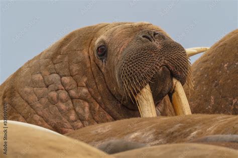 walrus colony herd   sand beach detail portrait  walrus