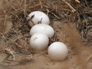 Short-eared Owl Facts, Distribution, Habitat, Call, Pictures)