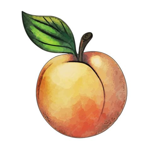 Premium Vector | Mirabelle plum watercolor vector illustration