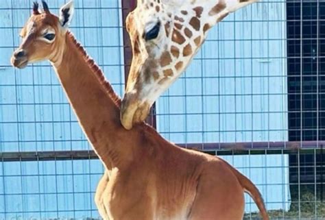 Jirafa sin manchas nace en zoológico de Tennessee