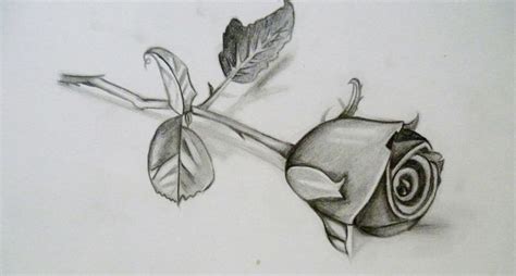Rose Bouquet Sketch at PaintingValley.com | Explore collection of Rose