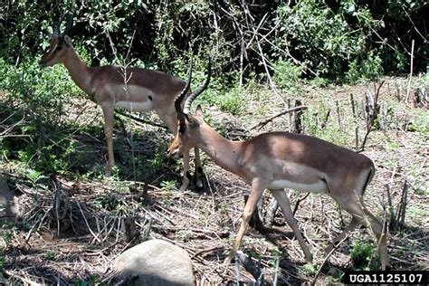 impala (Aepyceros melampus)