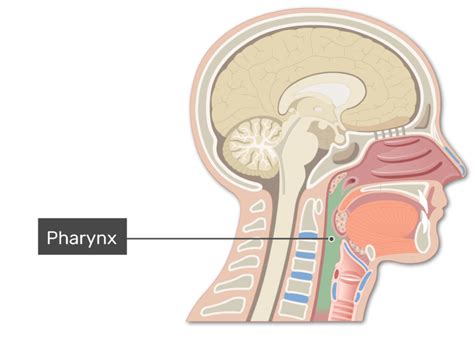 Anatomy and regions of the pharynx | GetBodySmart